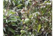 Mangifera indica