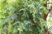 Toona ciliata