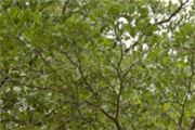 Terminalia mantaly