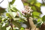 Calodendrum capense