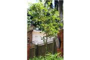 Citrus sinensis