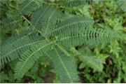 Sesbania sesban (S. aegyptiaca)