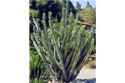 Cereus peruvianus
