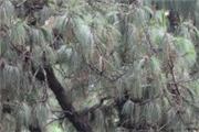 Pinus patula
