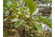 Ficus platyphylla