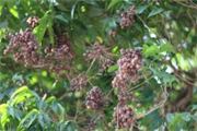 Sapindus saponaria