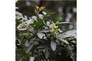 Schinus terebinthifolius