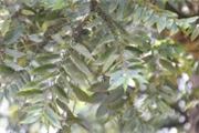 Trema orientalis (T. guineensis)