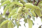 Ficus ovata (F. brachypoda)