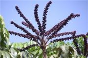 Schefflera actinophylla