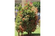 Syzygium campanulatum