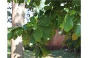 Terminalia cattapa