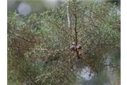 Cupressus lusitanica