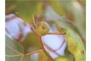 Ficus abutilifolia