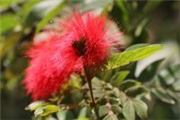 Calliandra haematocephala
