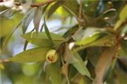Syzygium owariense
