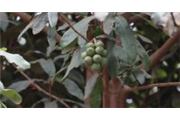 Macadamia tetraphylla
