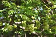 Phyllanthus acidus