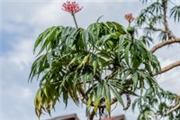 Jatropha multifida