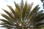 Phoenix dactylifera