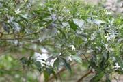 Tabernaemontana divaricata